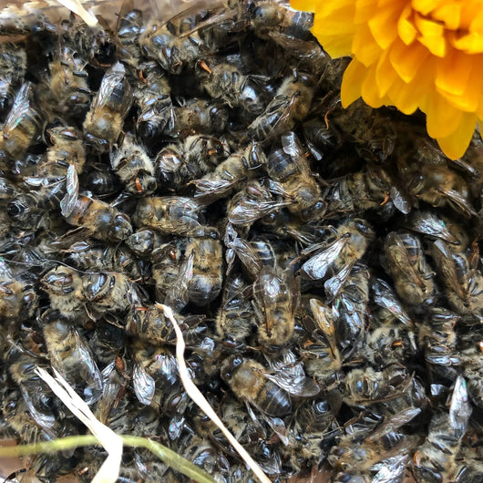 Natural Dried Bee Podmore – Whole Bees – Immune Support