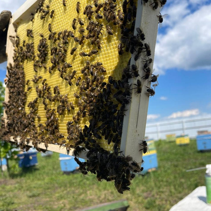 royal jelly In an apiary 