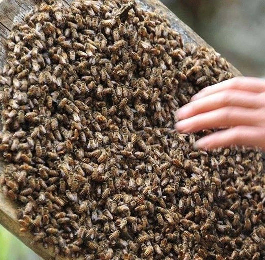 extract bee podmore buy