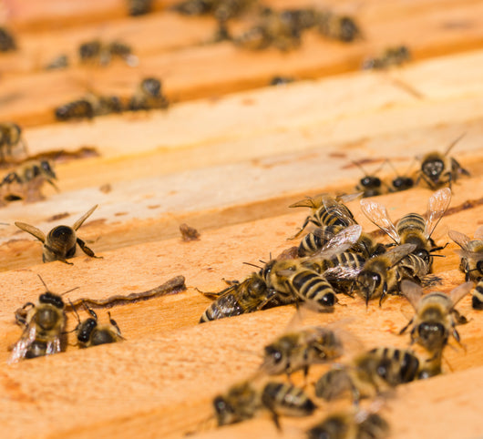 Natural Dried Bee Podmore – Whole Bees – Immune Support