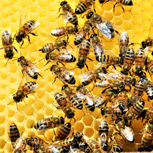Natural Dried Bee Podmore – Whole Bees – Immune Support