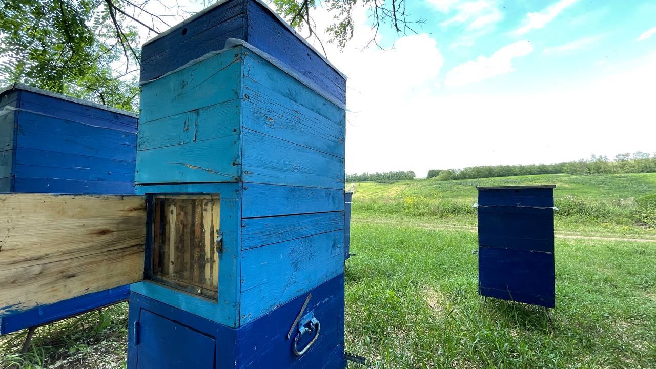 Our Story of Loving Bees Since Childhood