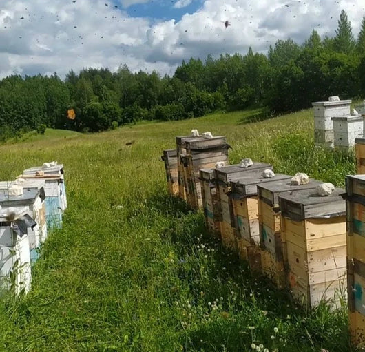 bee hive in ukraine