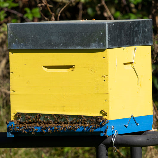 Natural Dried Bee Podmore – Whole Bees – Immune Support